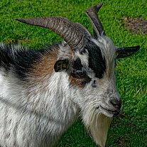 Ziege