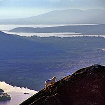 Schaf am Healy Pass Glanmore Lake