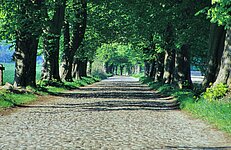 Kopfsteinpflaster Allee zum Schloß Granitz