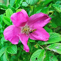 Hagebuttenrose