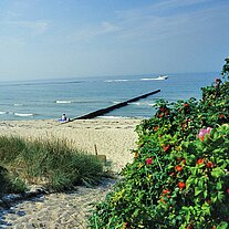 Strand mit Rosensträuchern