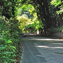 Straßenallee auf Alderney