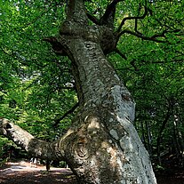 knorriger Baum