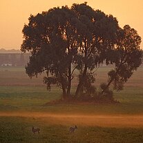 Baumgruppe mit Rehwildpärchen