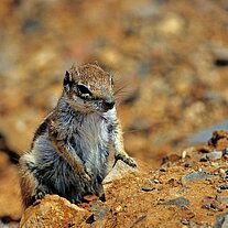 Streifenhörnchen aufmerksam
