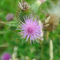 lila Sternblüte